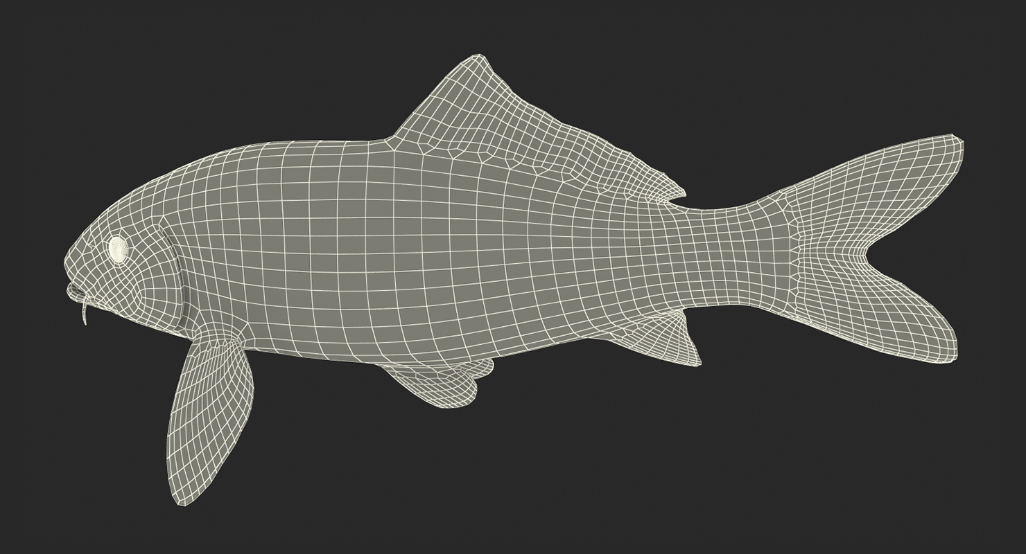 Harivake Koi Fish 3D