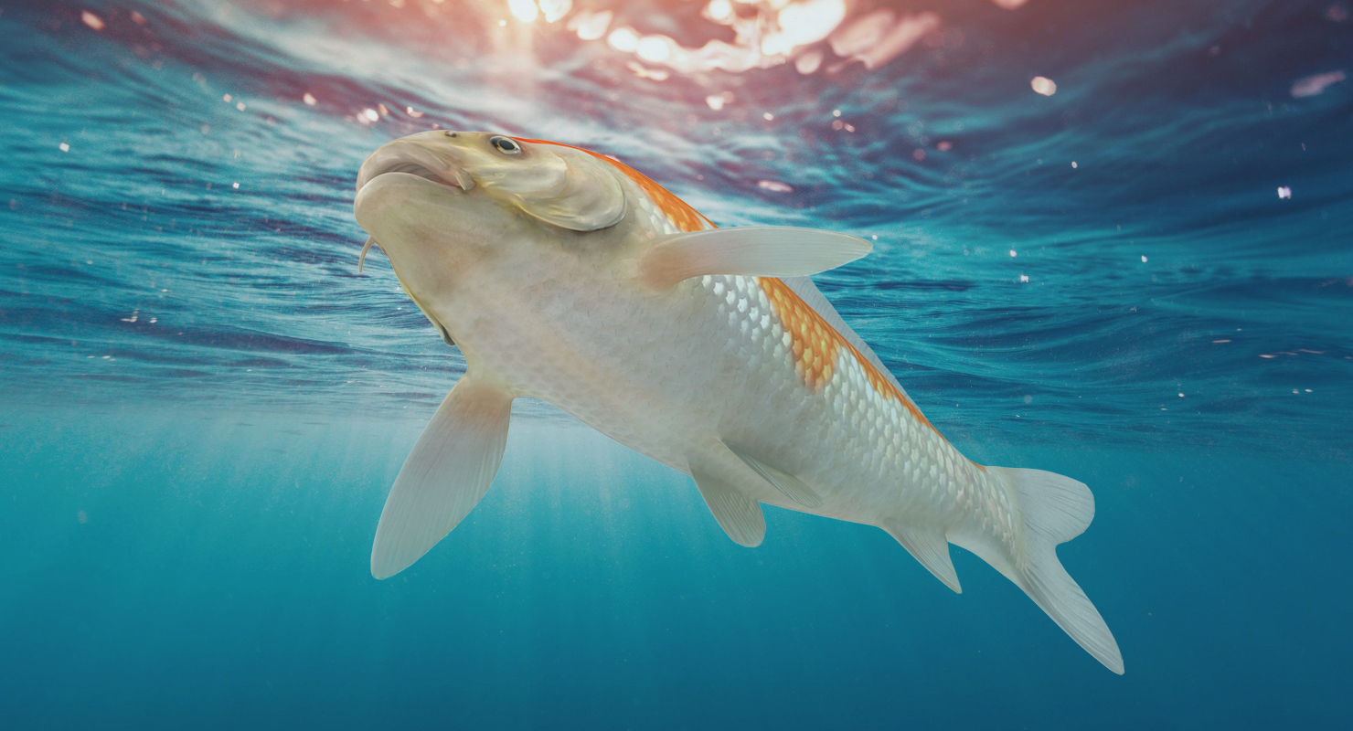 Harivake Koi Fish 3D