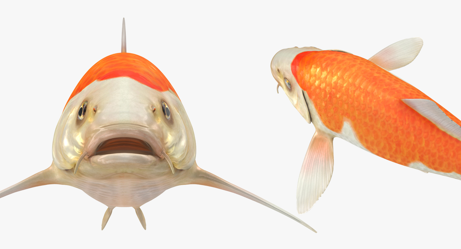 Harivake Koi Fish 3D