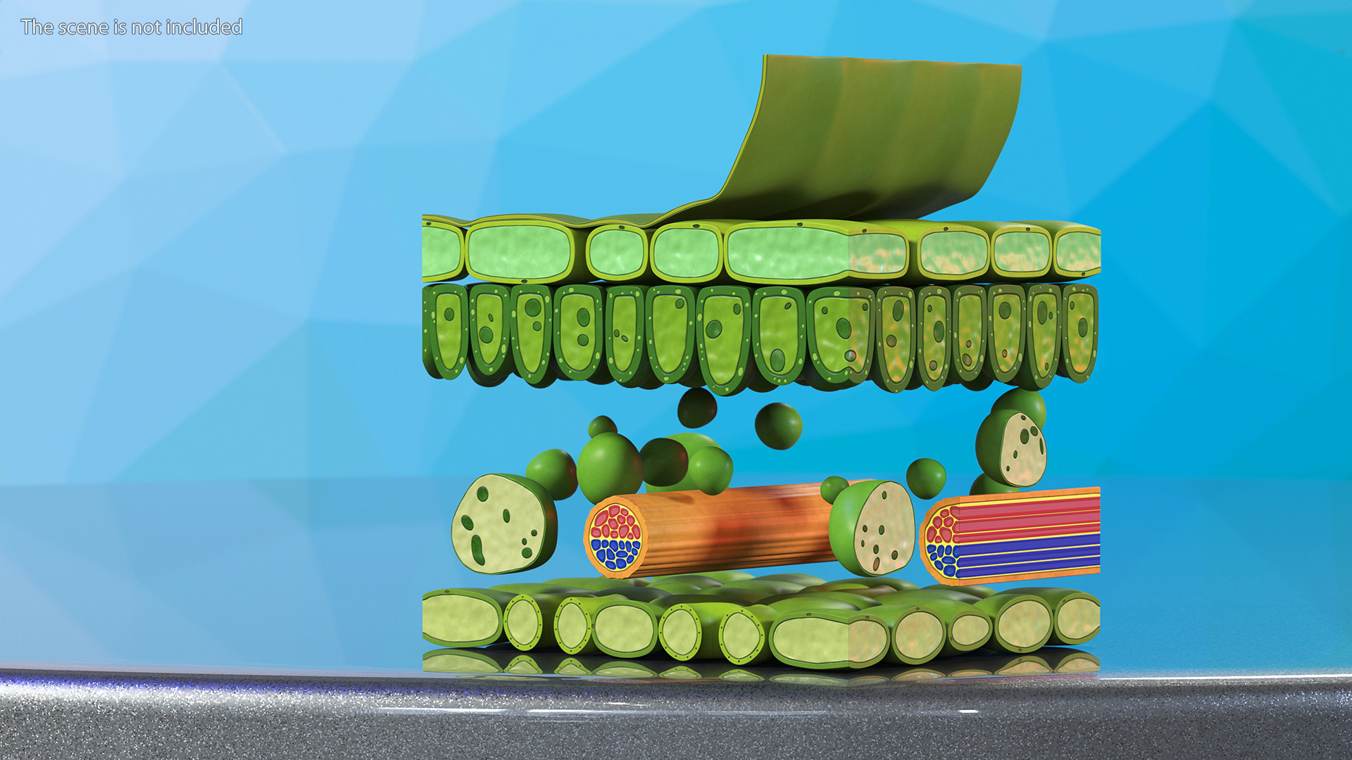 Plastic Model of Leaf Anatomy 3D model