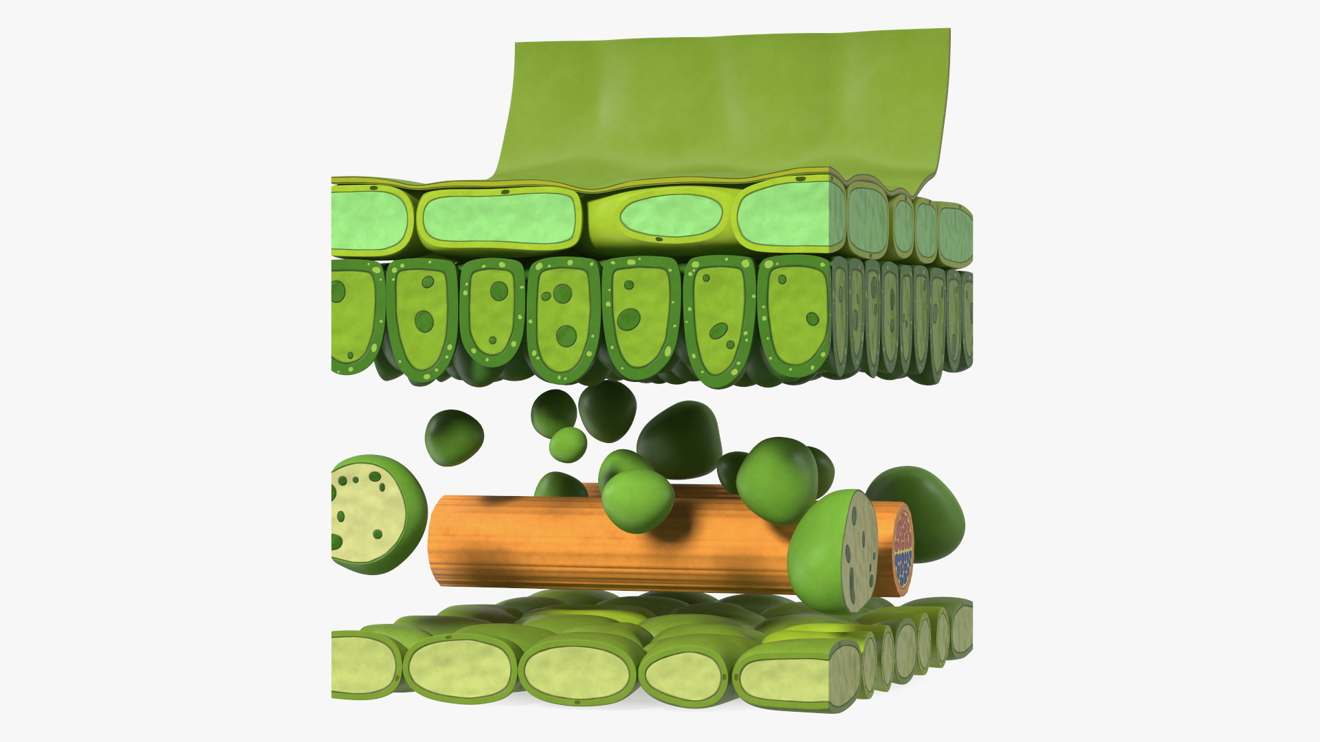 Plastic Model of Leaf Anatomy 3D model