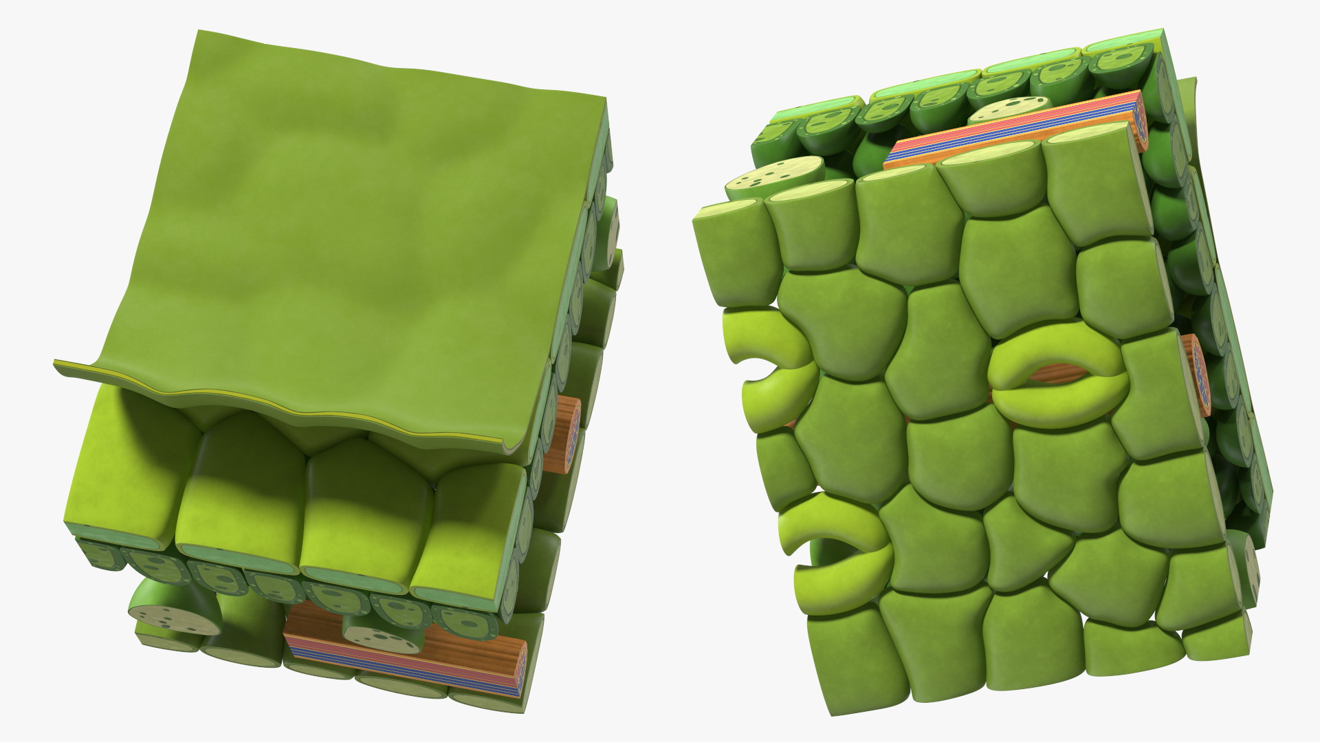 Plastic Model of Leaf Anatomy 3D model