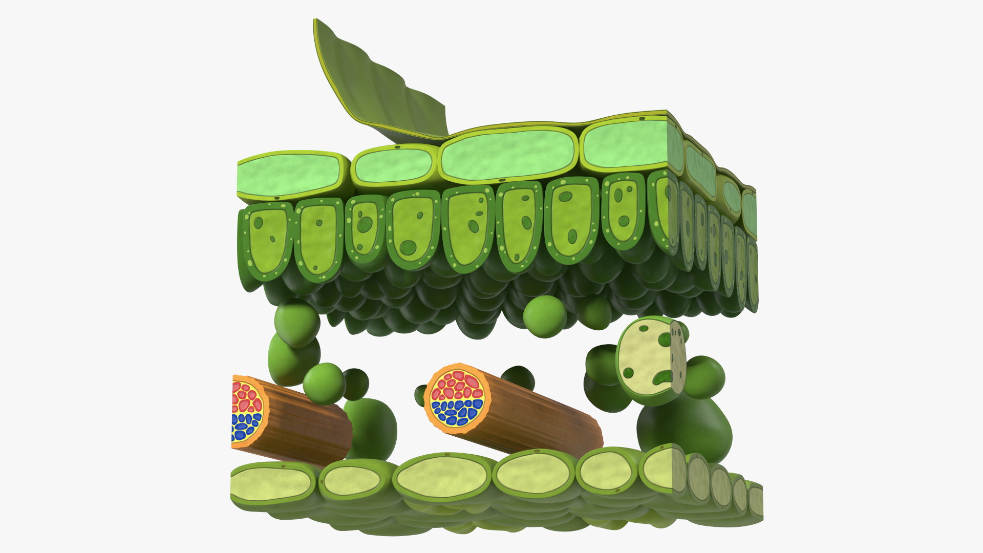 Plastic Model of Leaf Anatomy 3D model