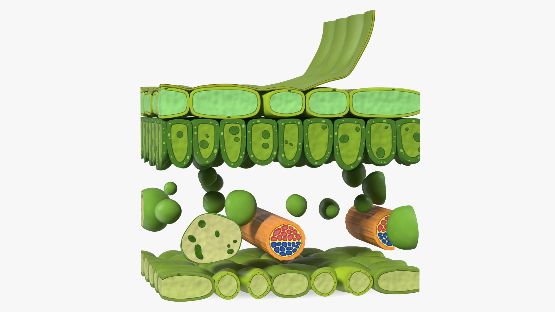 Plastic Model of Leaf Anatomy 3D model