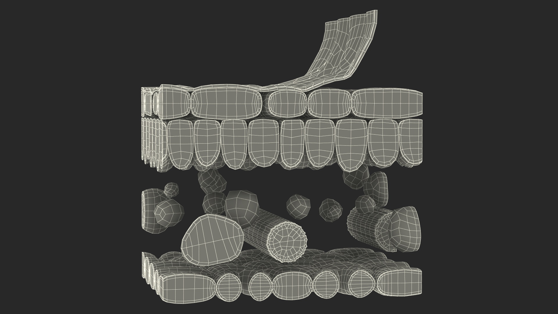 Plastic Model of Leaf Anatomy 3D model