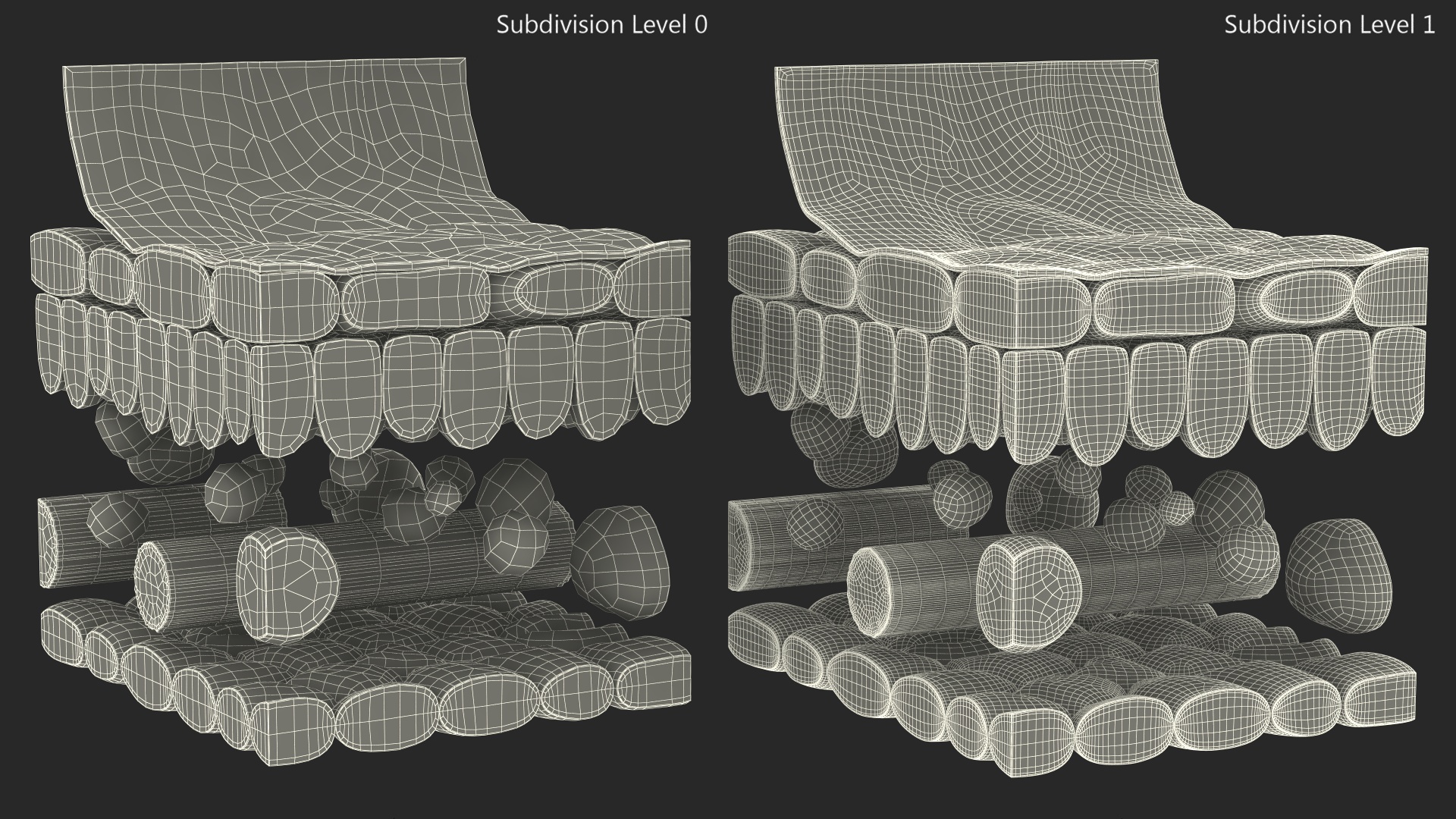 Plastic Model of Leaf Anatomy 3D model