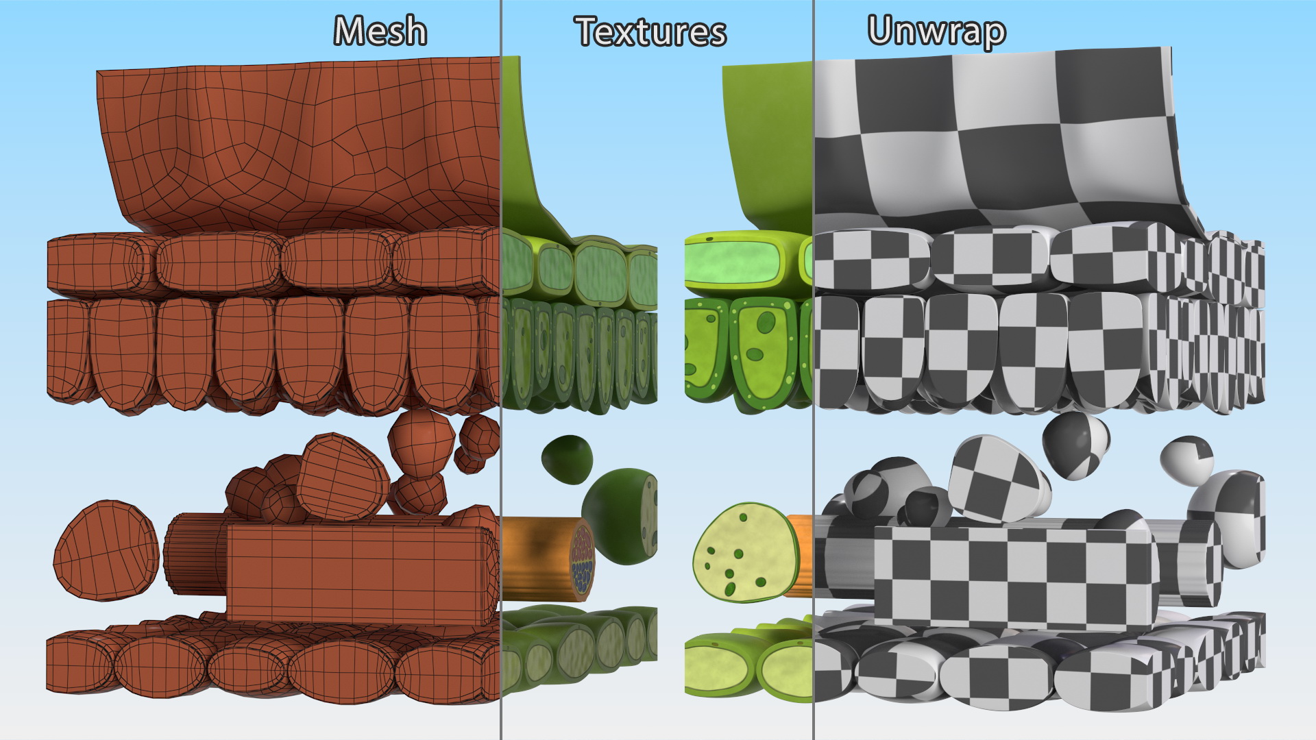 Plastic Model of Leaf Anatomy 3D model
