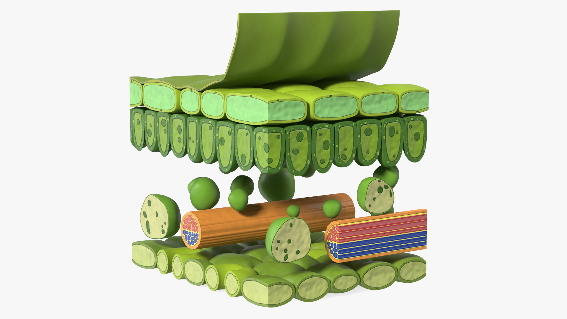Plastic Model of Leaf Anatomy 3D model