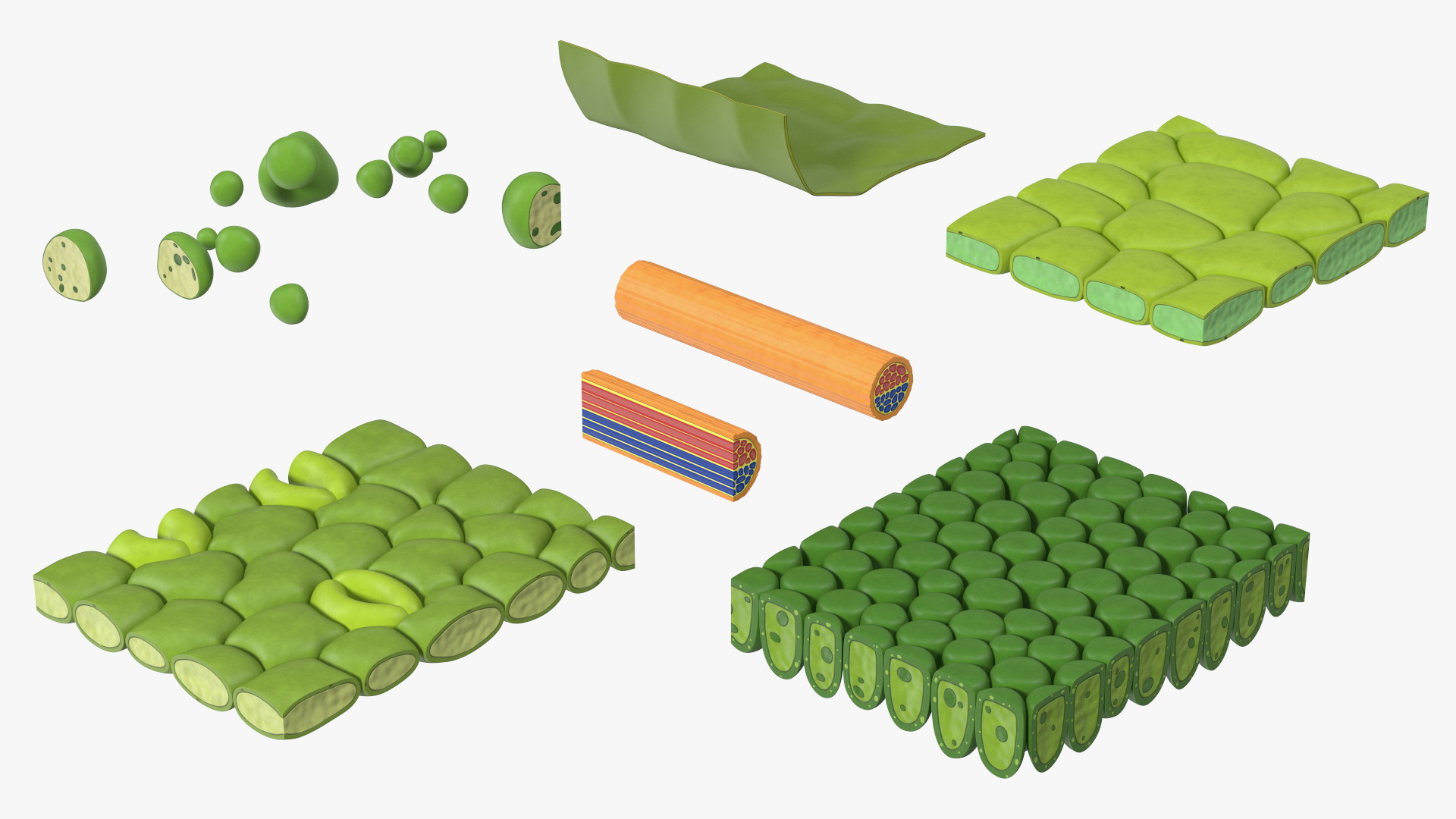 Plastic Model of Leaf Anatomy 3D model
