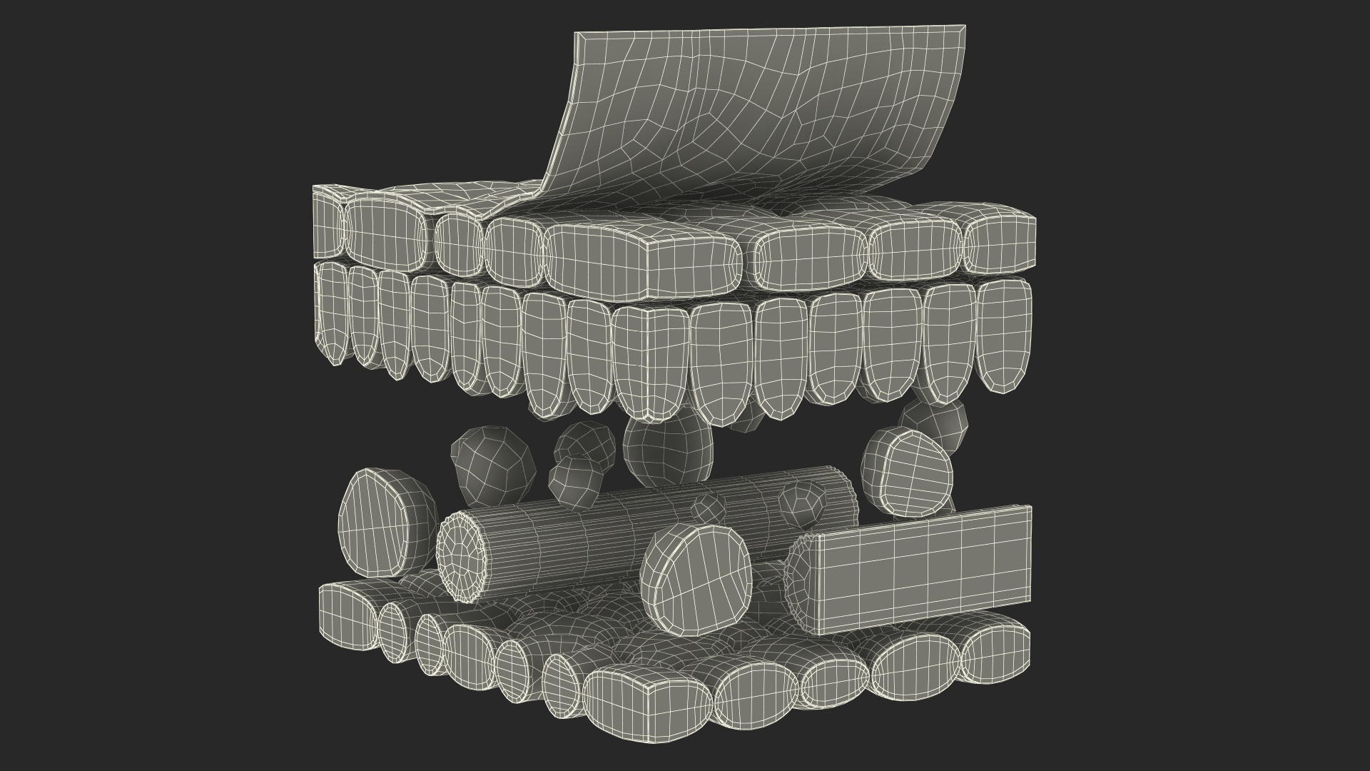 Plastic Model of Leaf Anatomy 3D model