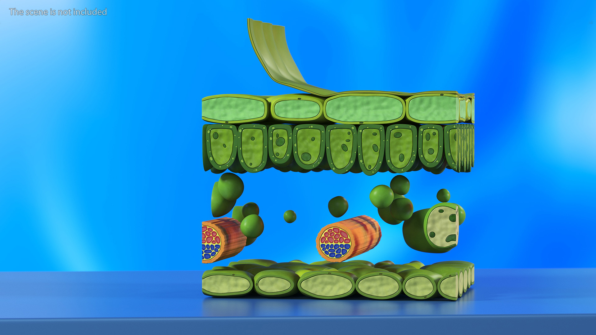 Plastic Model of Leaf Anatomy 3D model