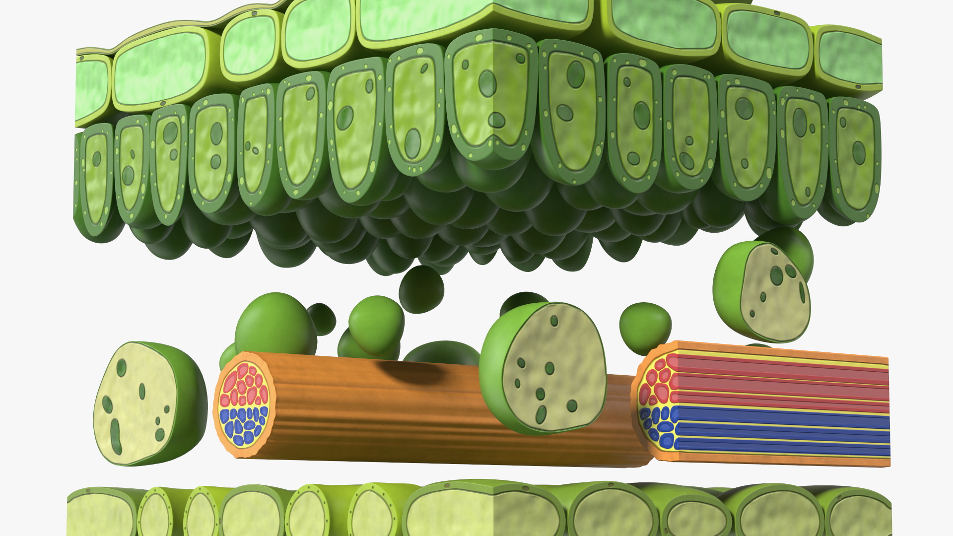 Plastic Model of Leaf Anatomy 3D model