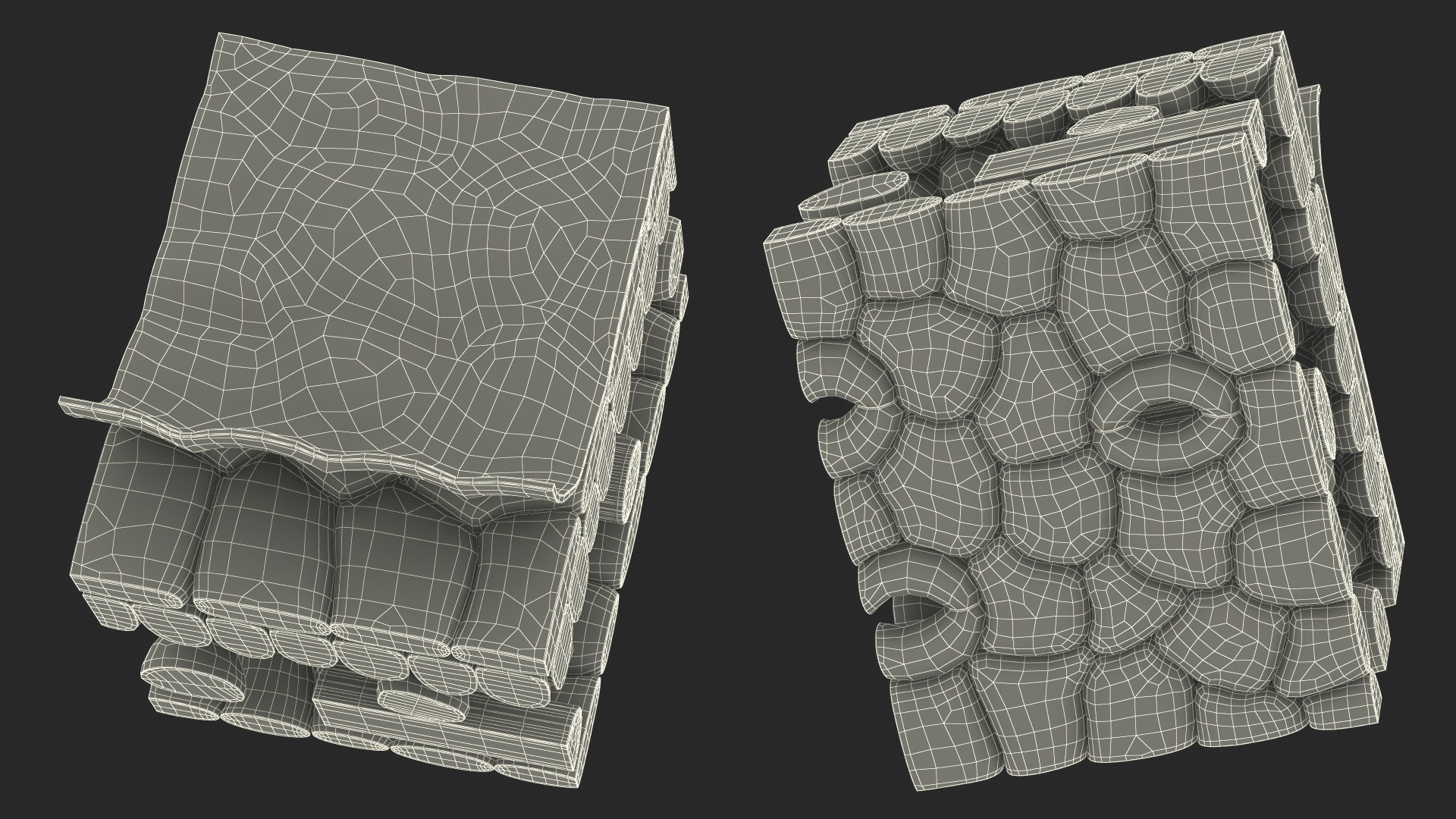 Plastic Model of Leaf Anatomy 3D model