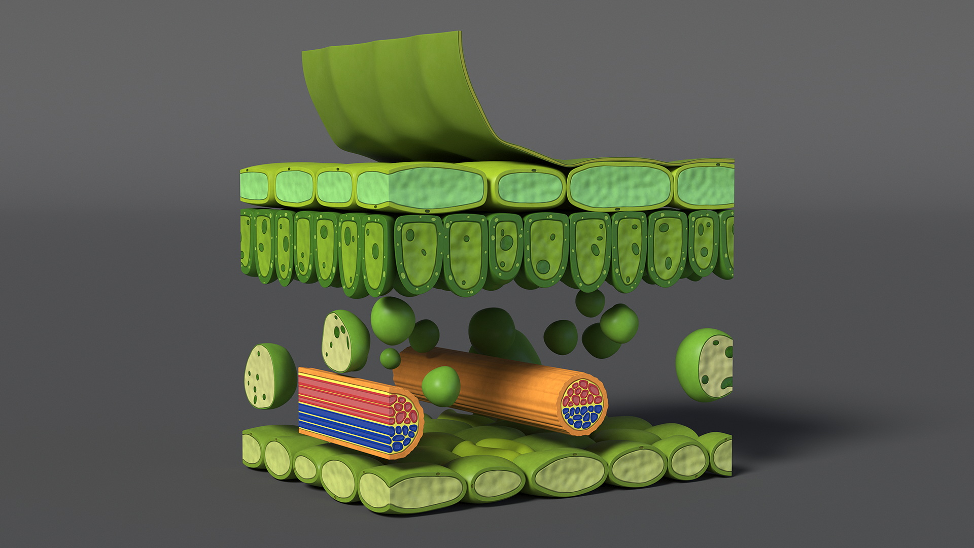 Plastic Model of Leaf Anatomy 3D model