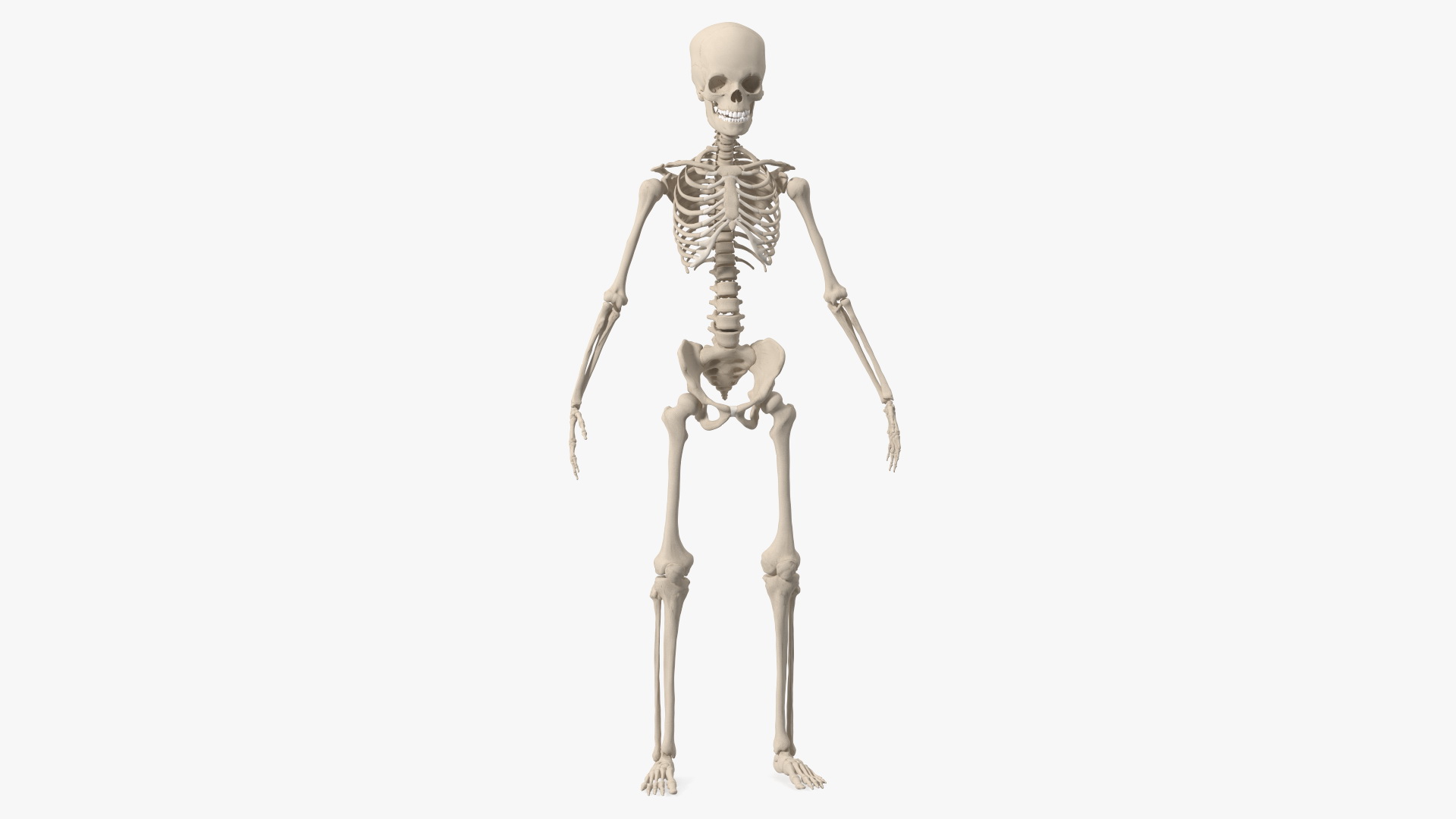 3D Young Man Skeleton model