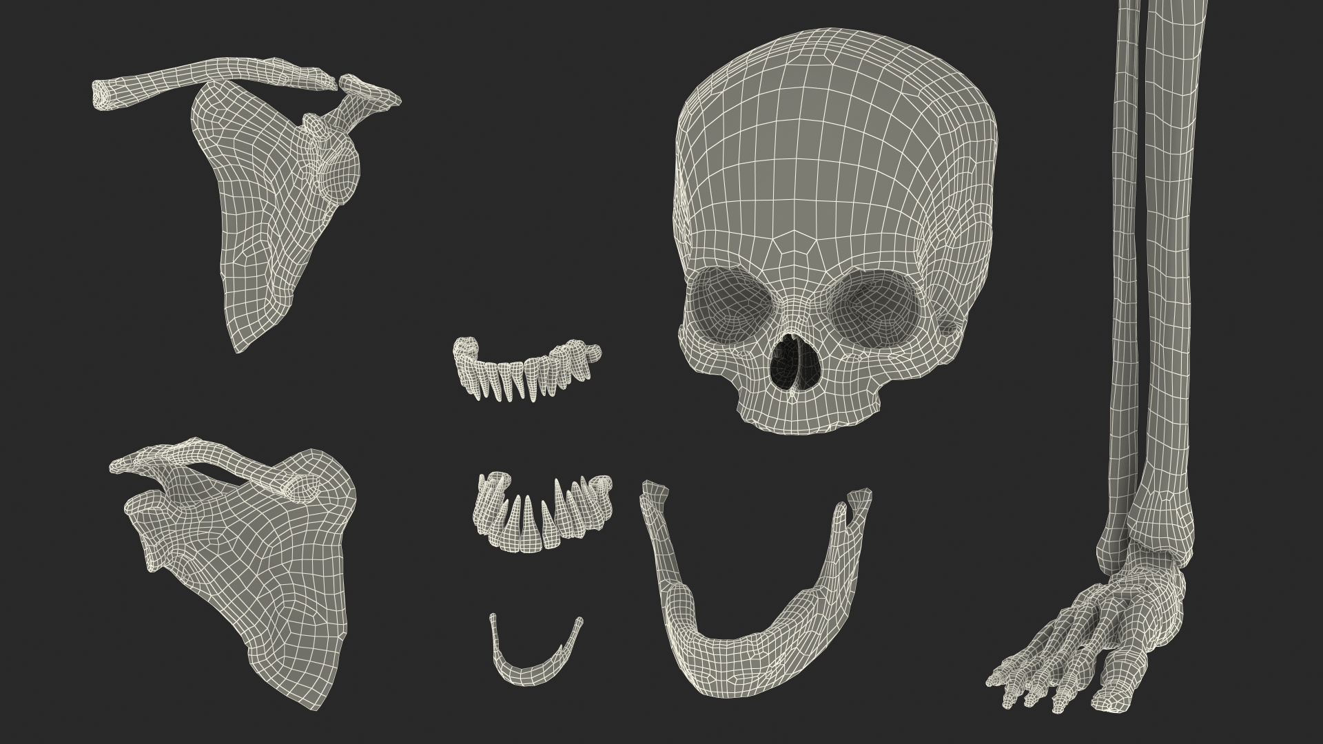 3D Young Man Skeleton model