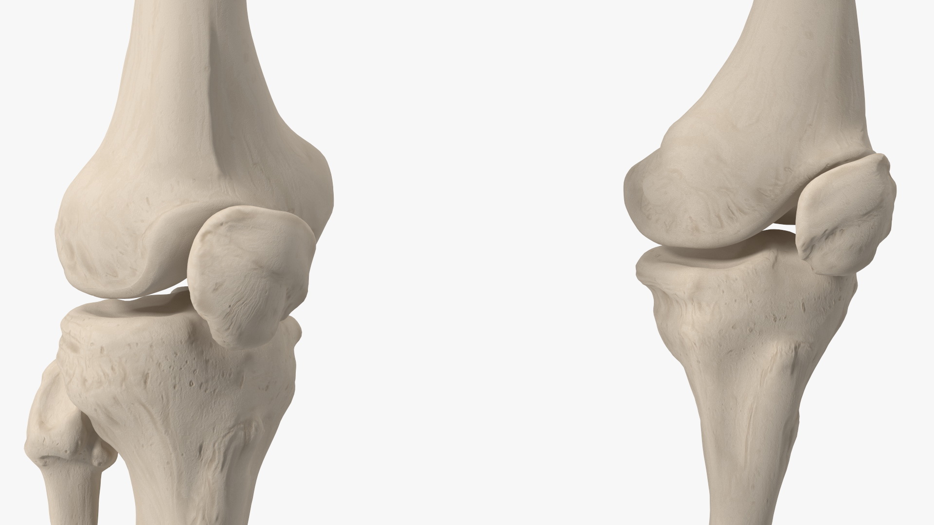 3D Young Man Skeleton model