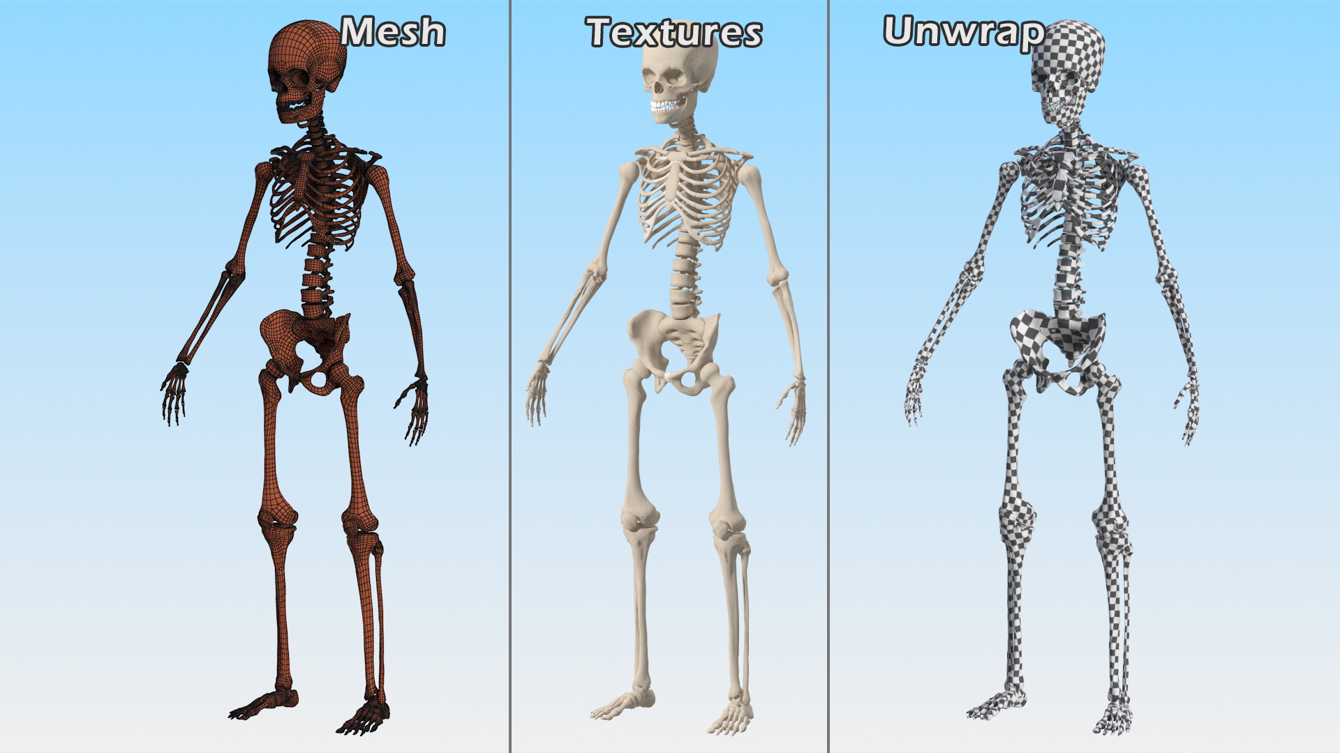 3D Young Man Skeleton model