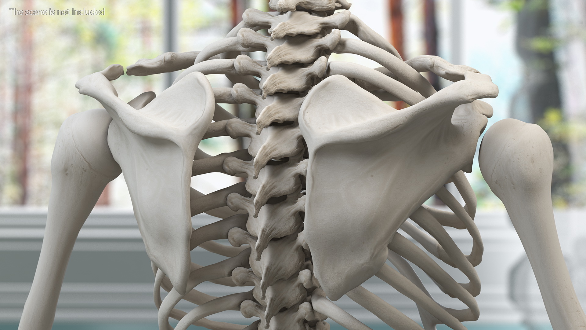 3D Young Man Skeleton model