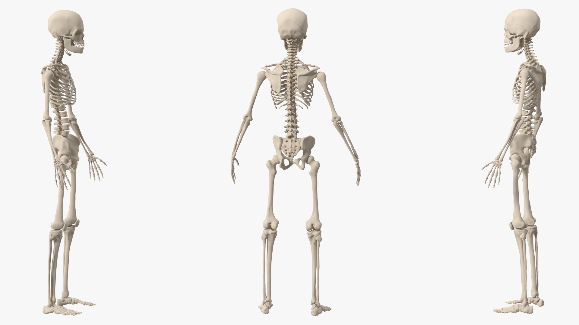 3D Young Man Skeleton model