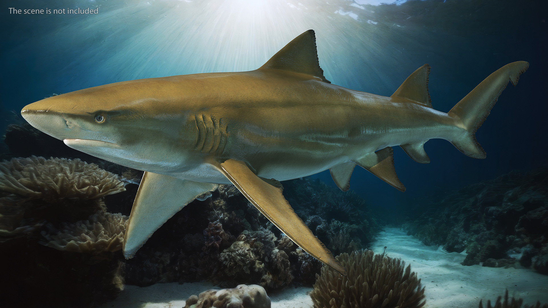 Sharptooth Lemon Shark 3D