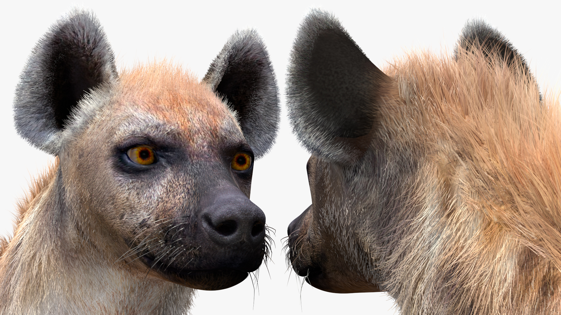 Hyena Neutral Pose Fur 3D