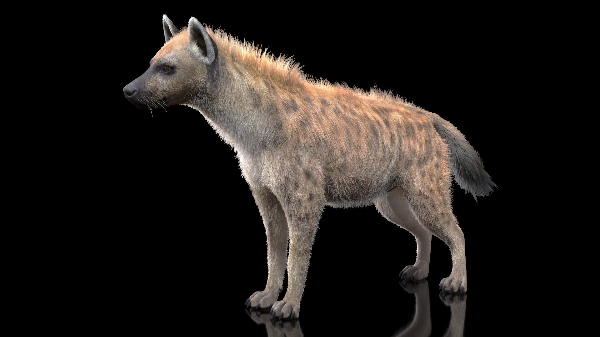Hyena Neutral Pose Fur 3D