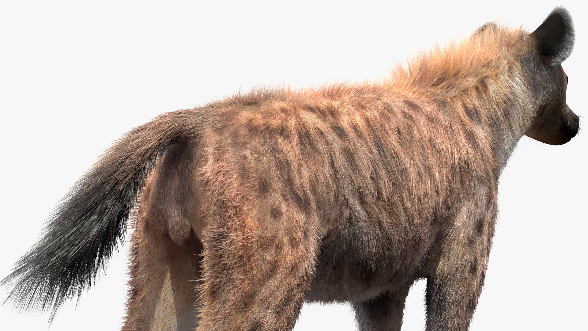 Hyena Neutral Pose Fur 3D