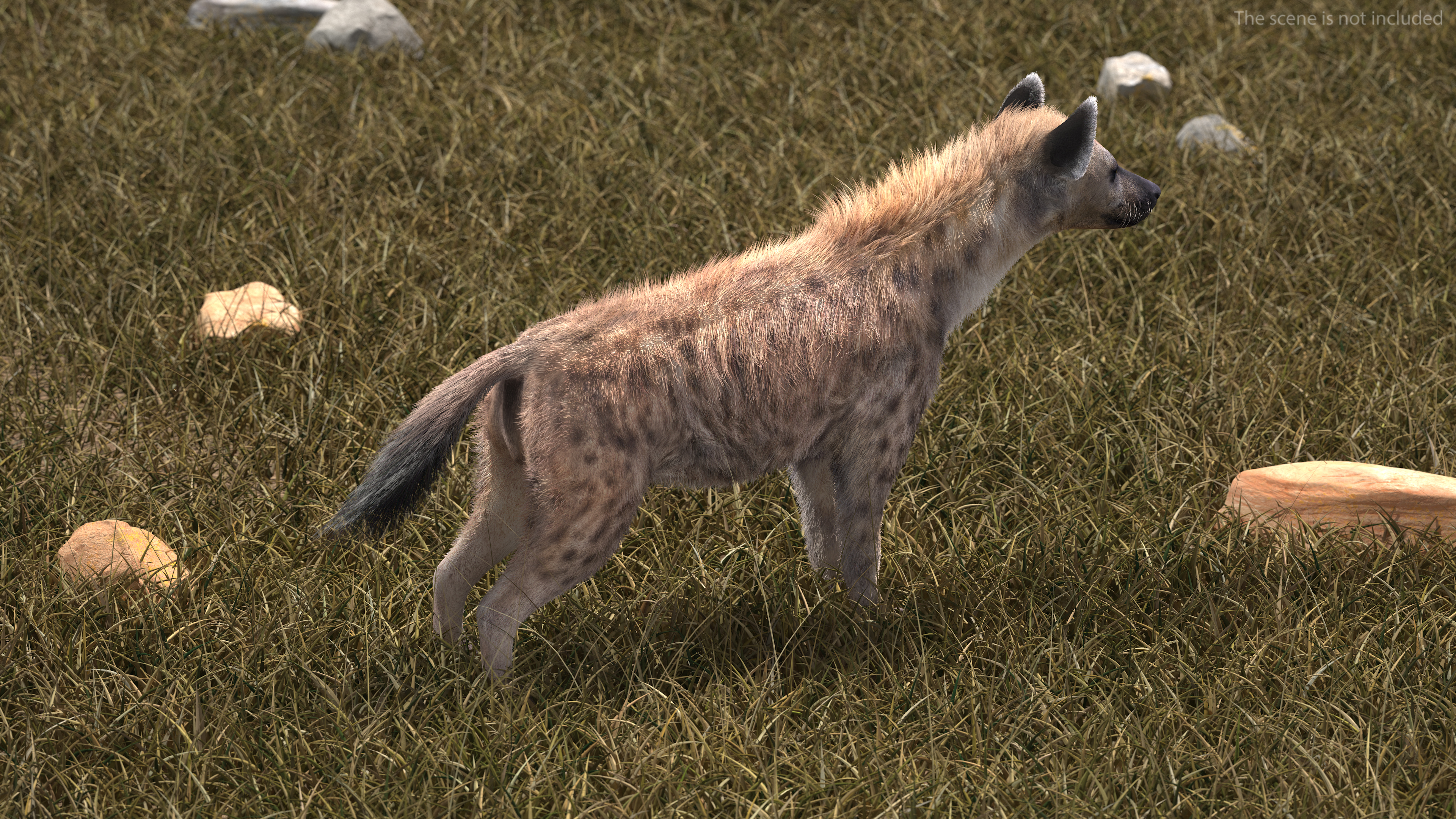 Hyena Neutral Pose Fur 3D