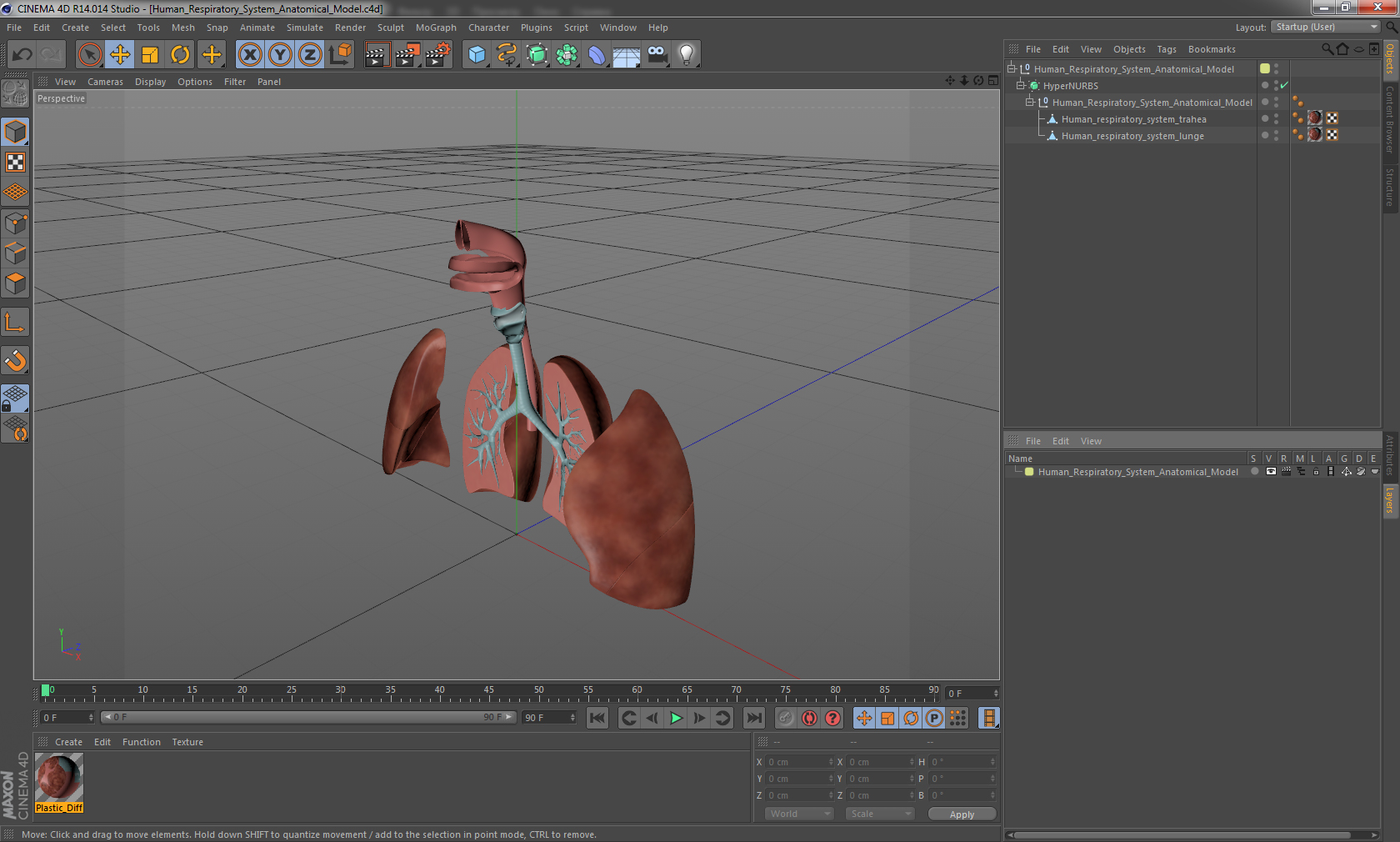 3D Human Respiratory System Anatomical Model