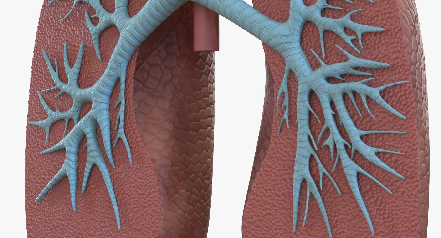 3D Human Respiratory System Anatomical Model