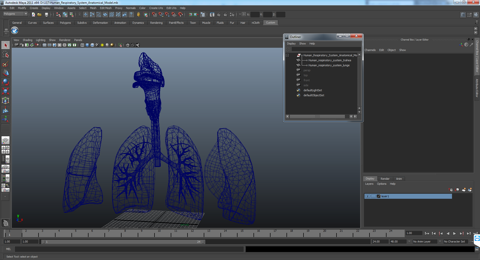 3D Human Respiratory System Anatomical Model