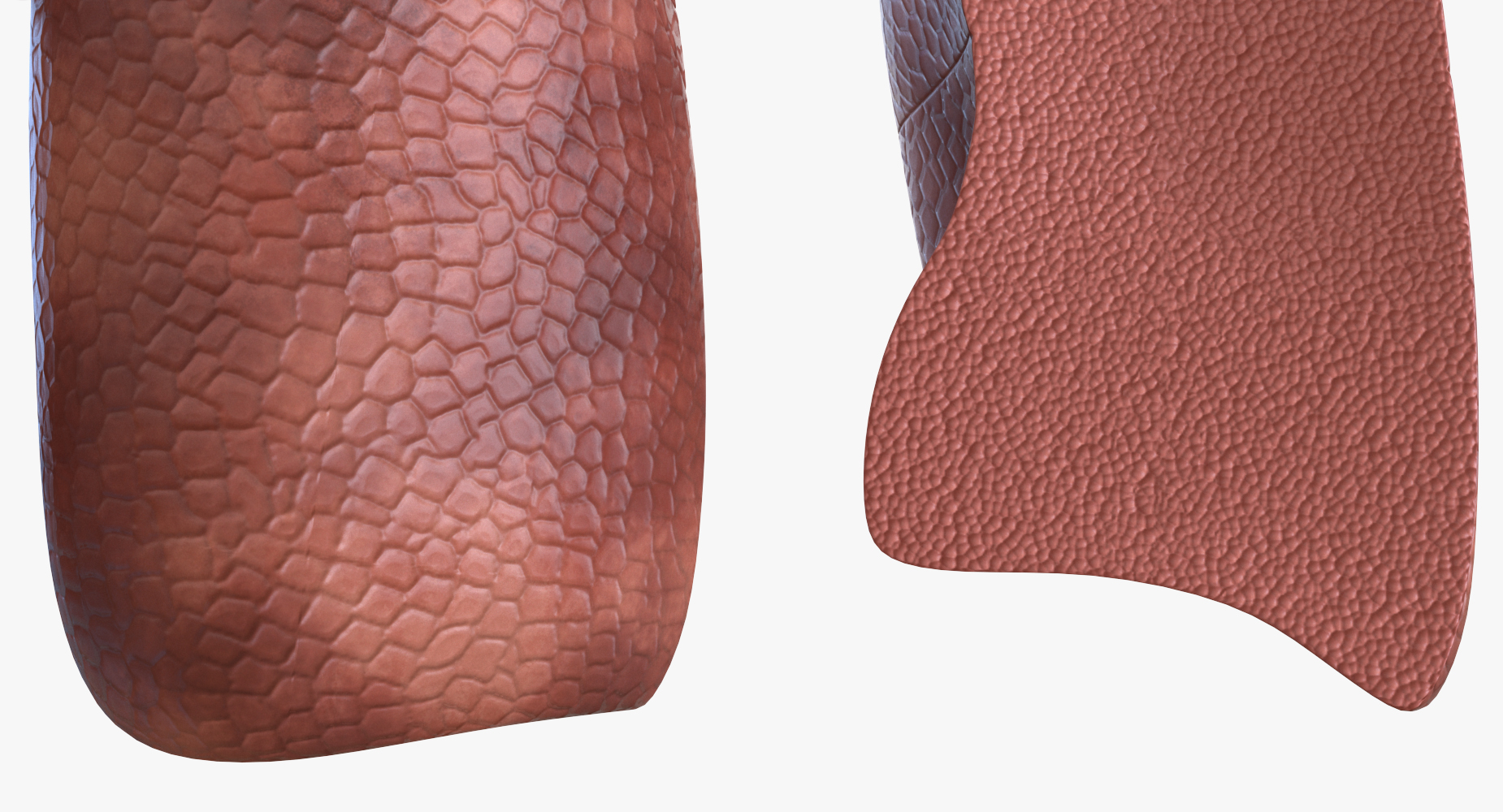 3D Human Respiratory System Anatomical Model