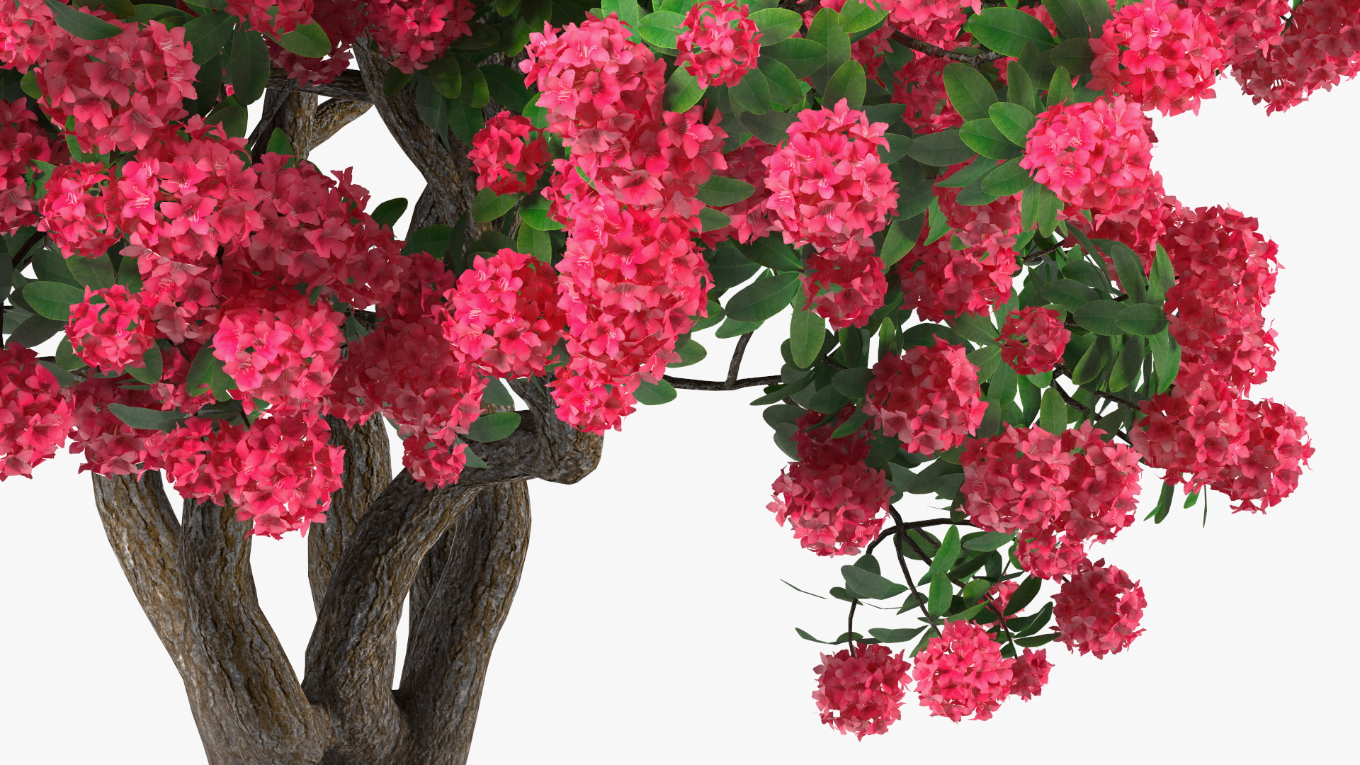 3D Rhododendron Red Tree