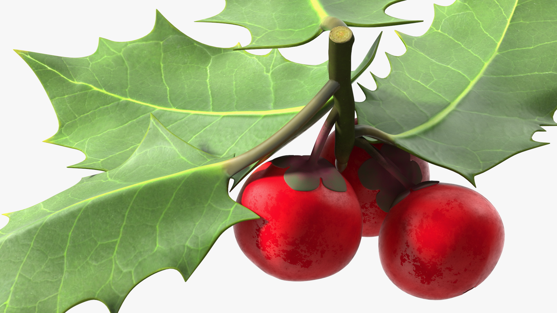 Isolated Holly Berry With Leaves 3D
