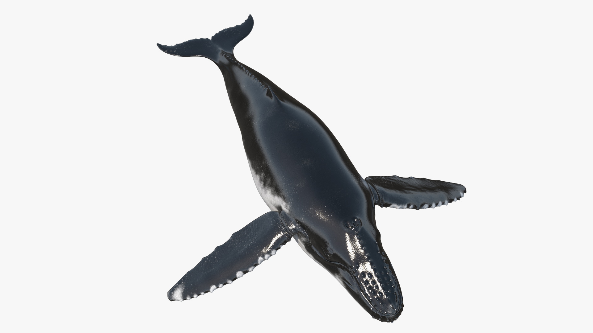Realistic Humpback Whale 3D model