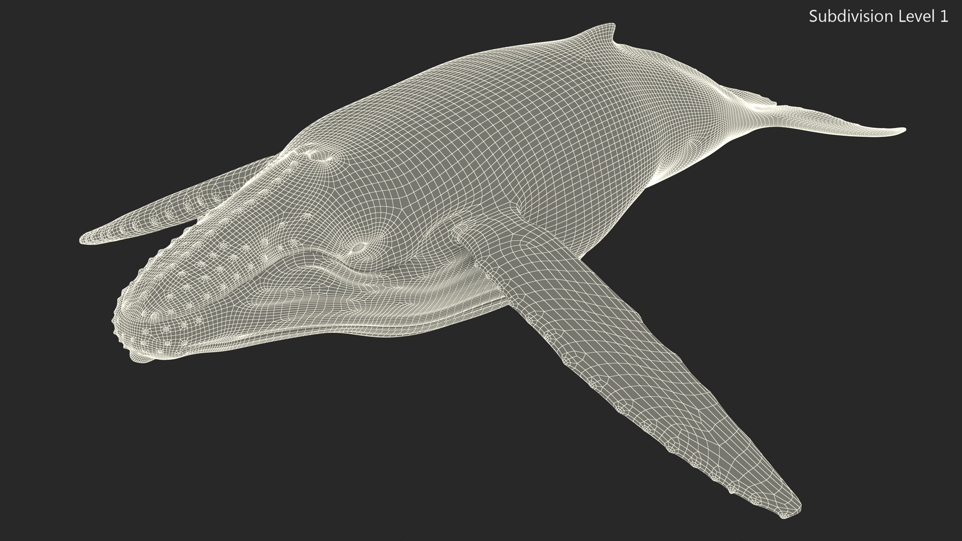 Realistic Humpback Whale 3D model