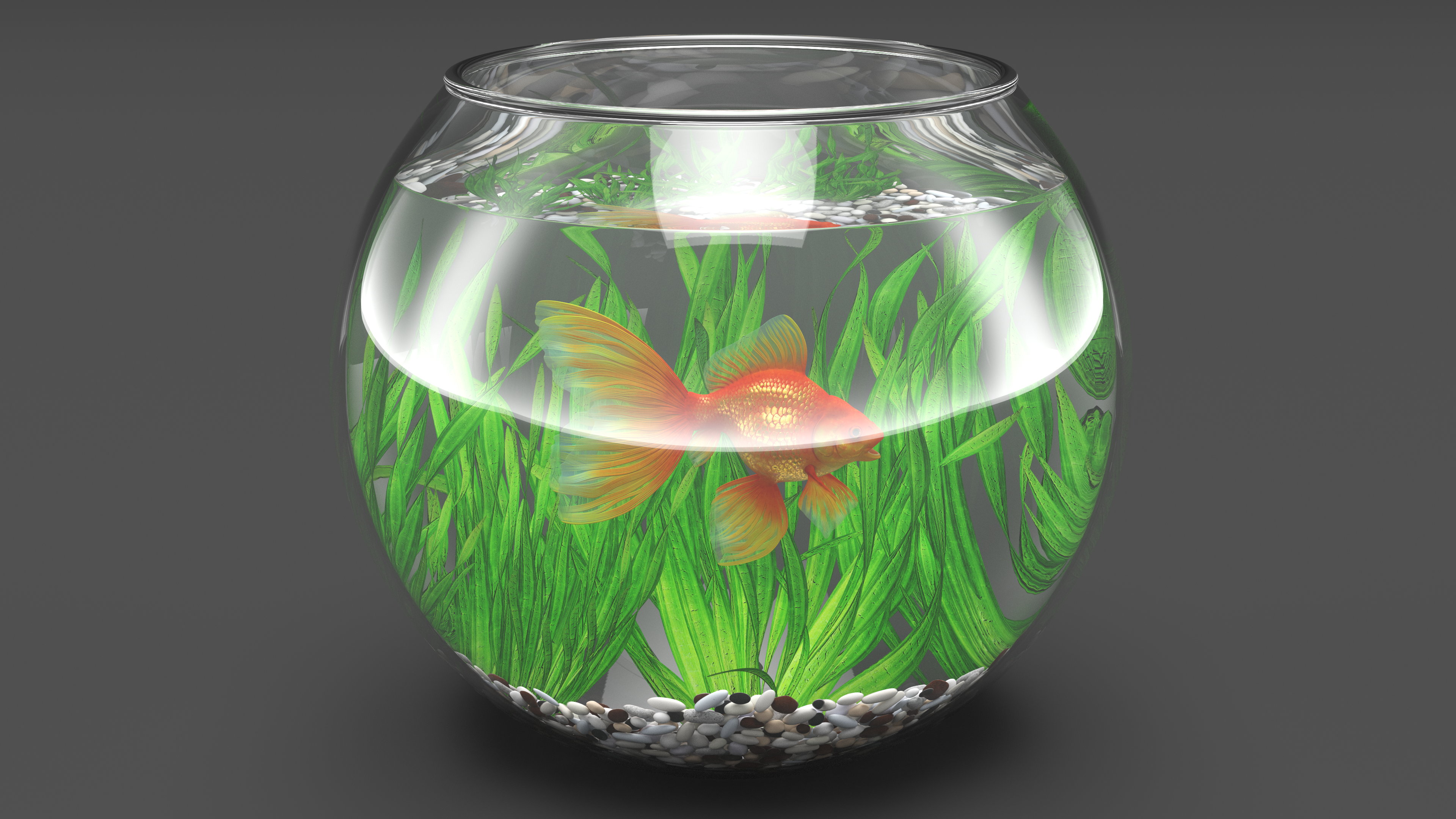 Round Aquarium with GoldFish
