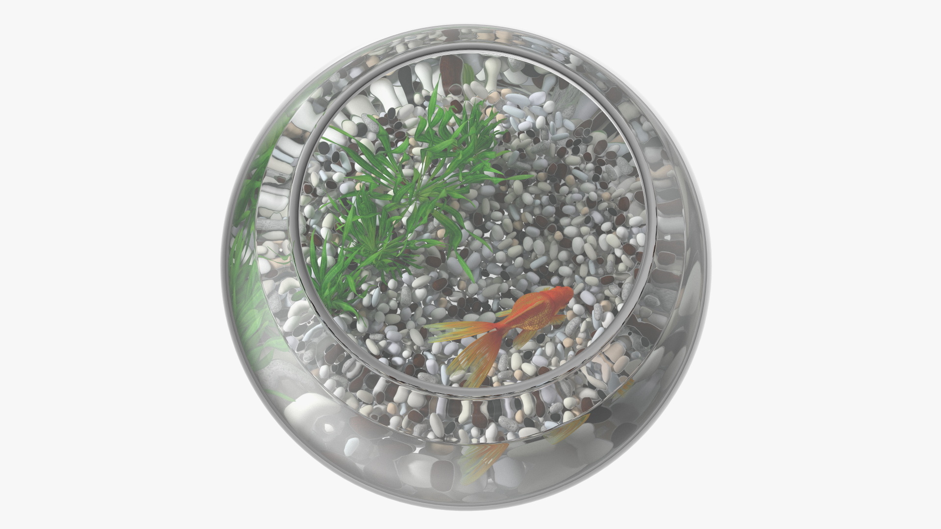 3D Round Aquarium with GoldFish model