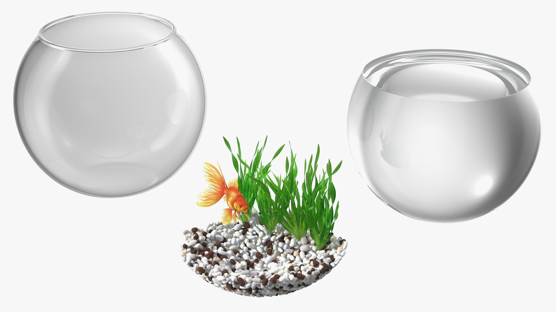 3D Round Aquarium with GoldFish model