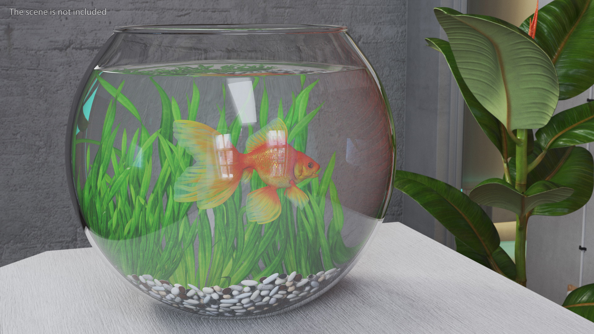 3D Round Aquarium with GoldFish model
