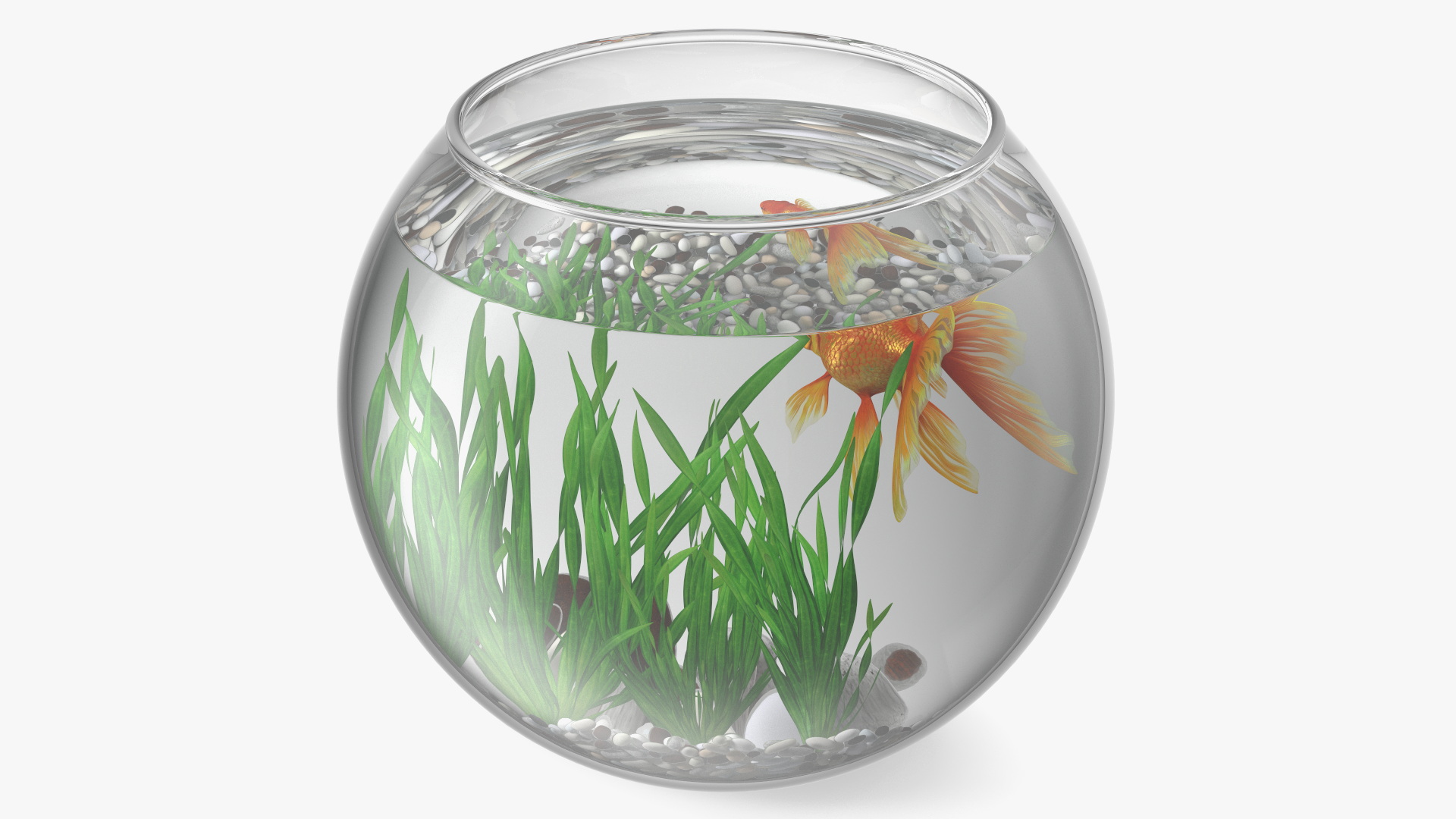 3D Round Aquarium with GoldFish model