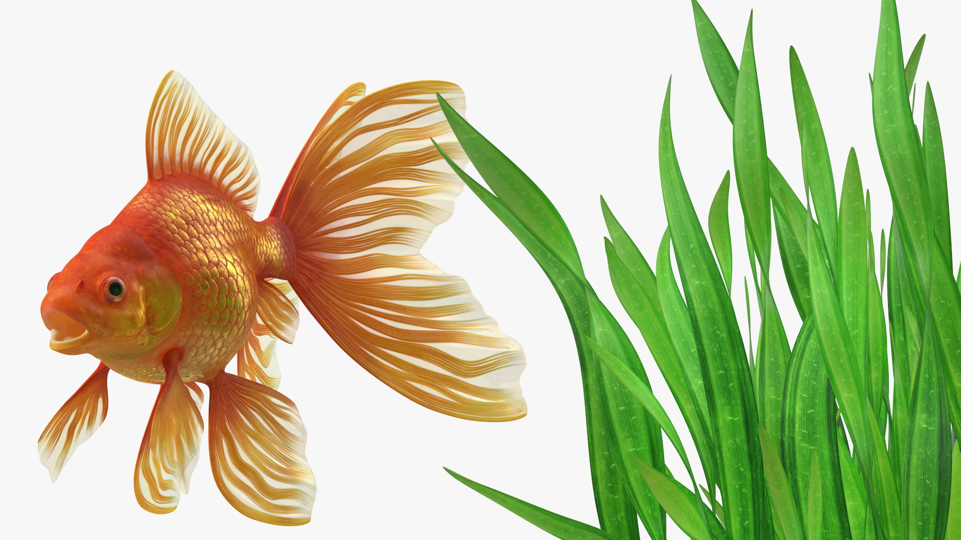3D Round Aquarium with GoldFish model