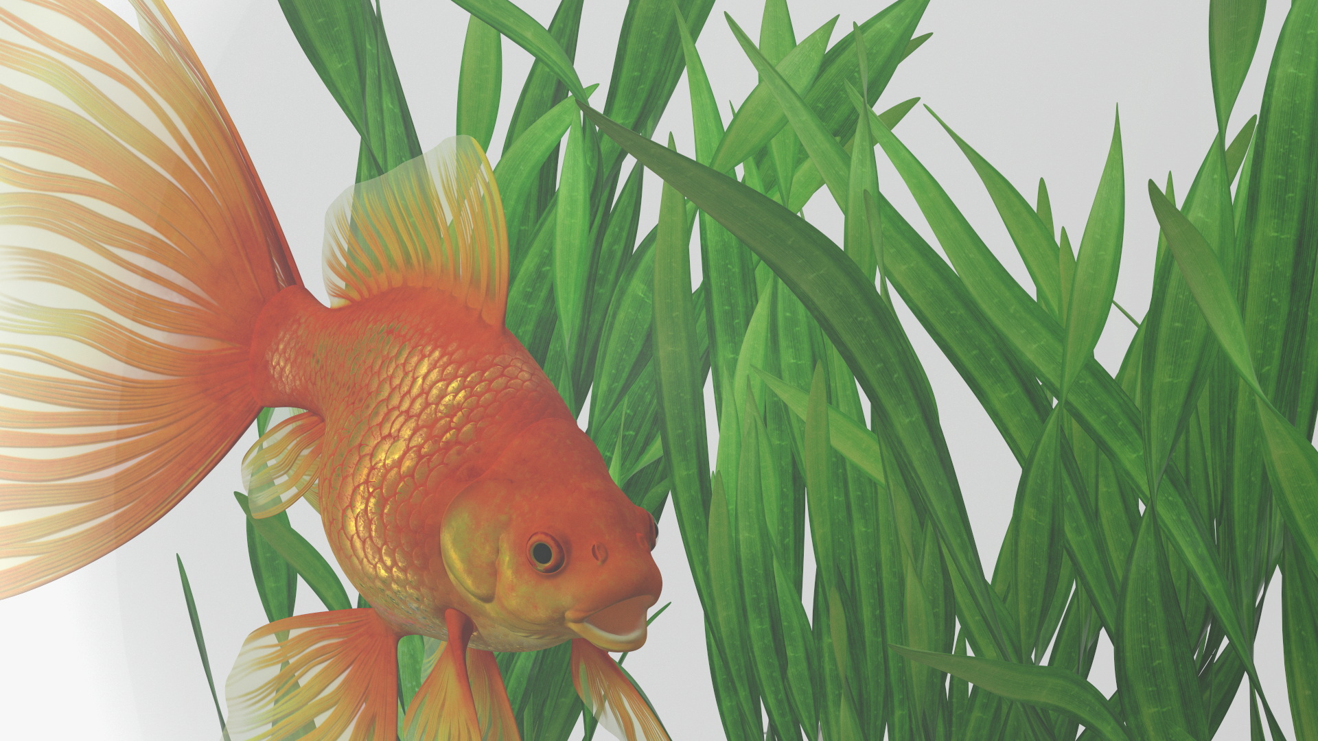 3D Round Aquarium with GoldFish model