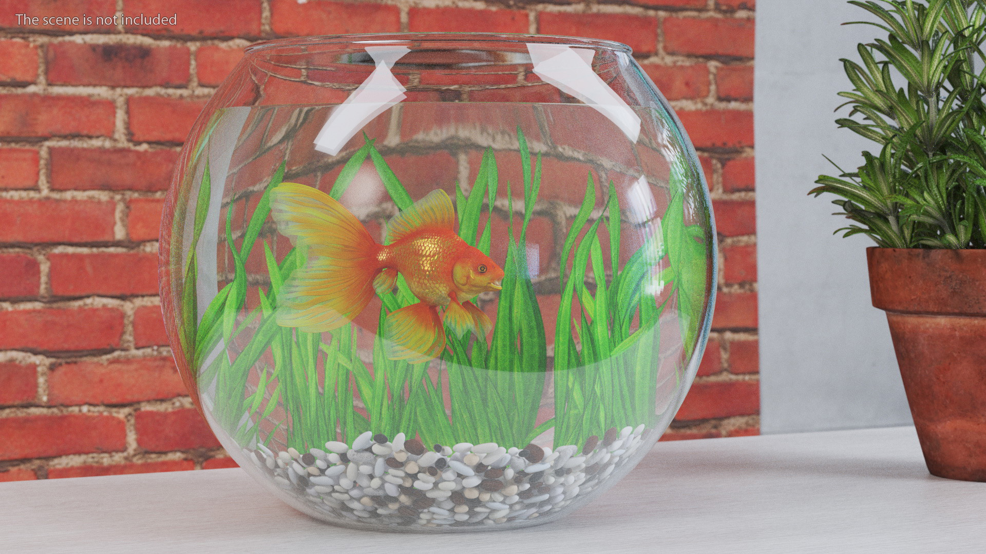 3D Round Aquarium with GoldFish model