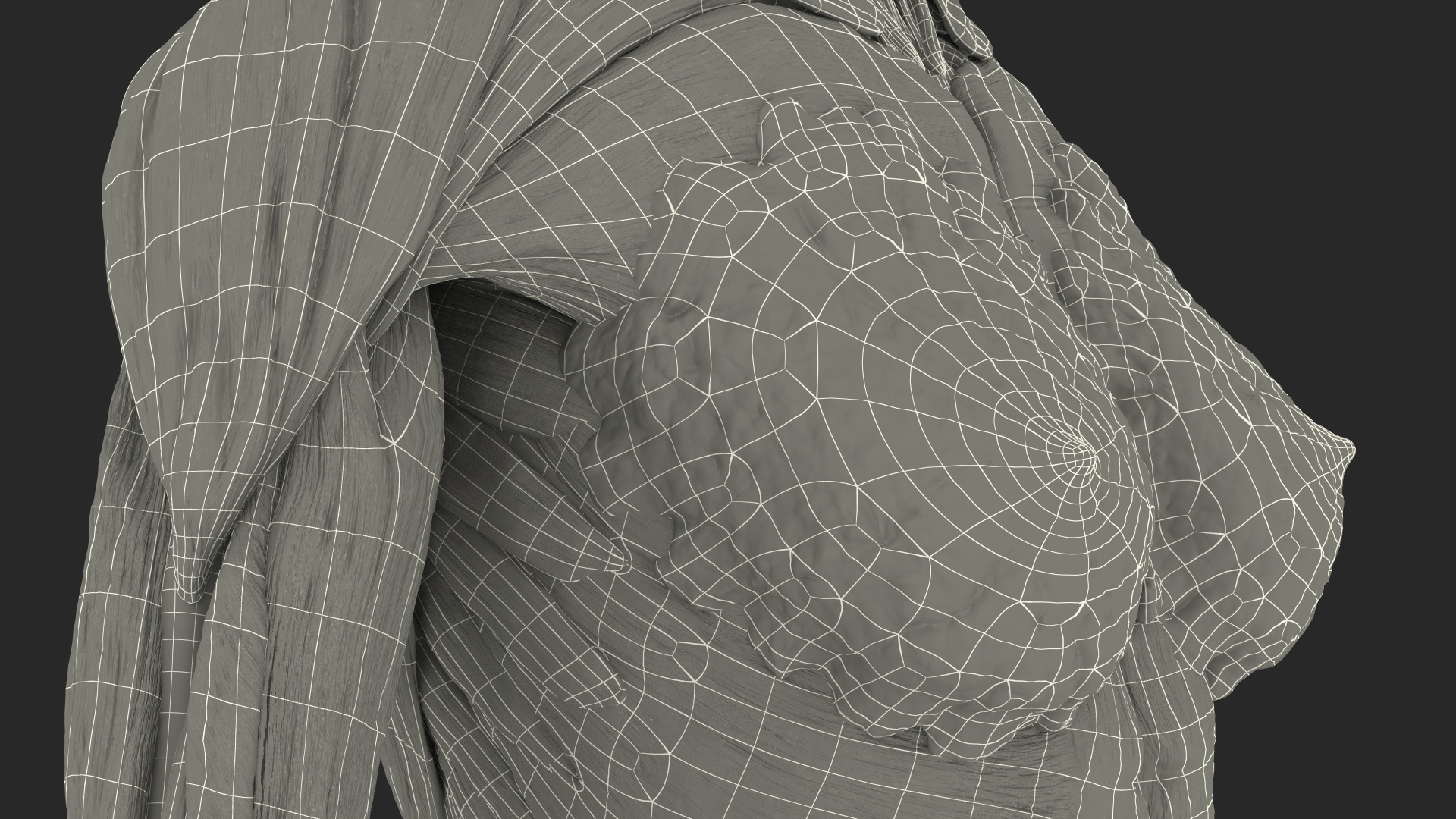 Complete Female Body Anatomy Fur 3D