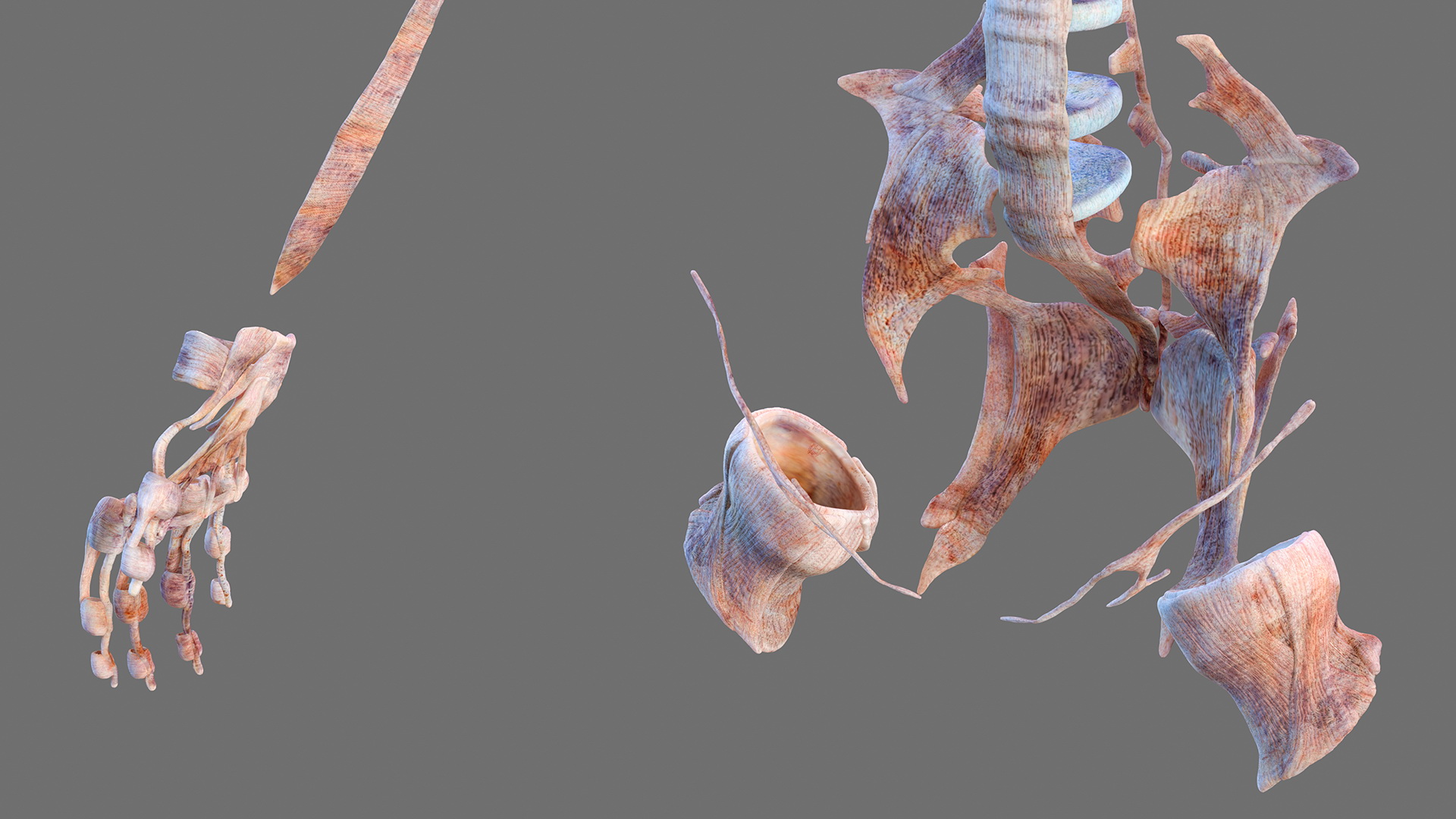 Complete Female Body Anatomy Fur 3D
