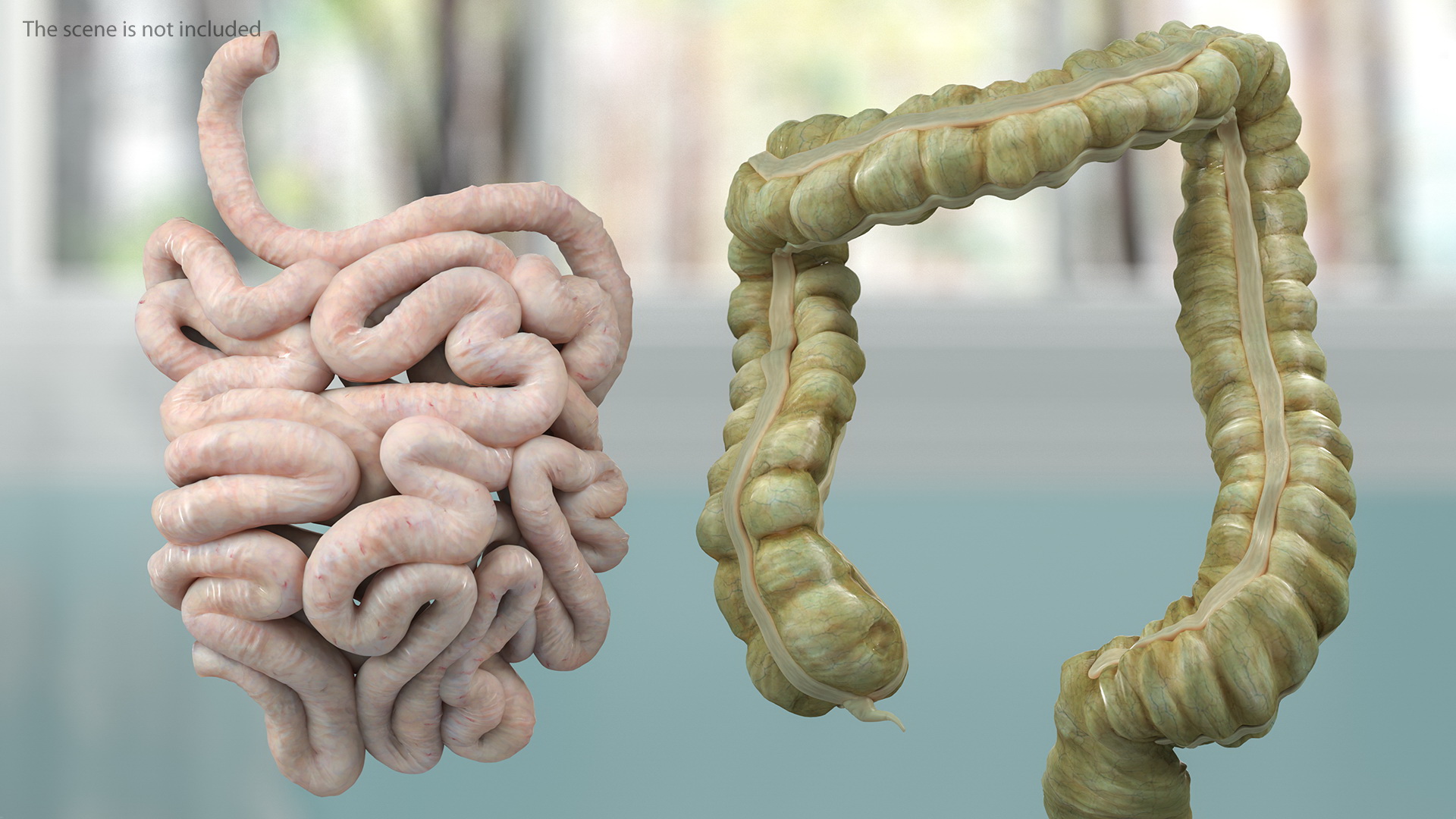 Complete Female Body Anatomy Fur 3D