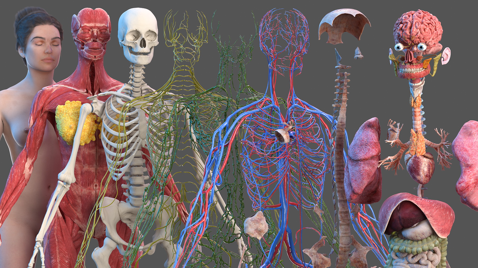 Complete Female Body Anatomy Fur 3D