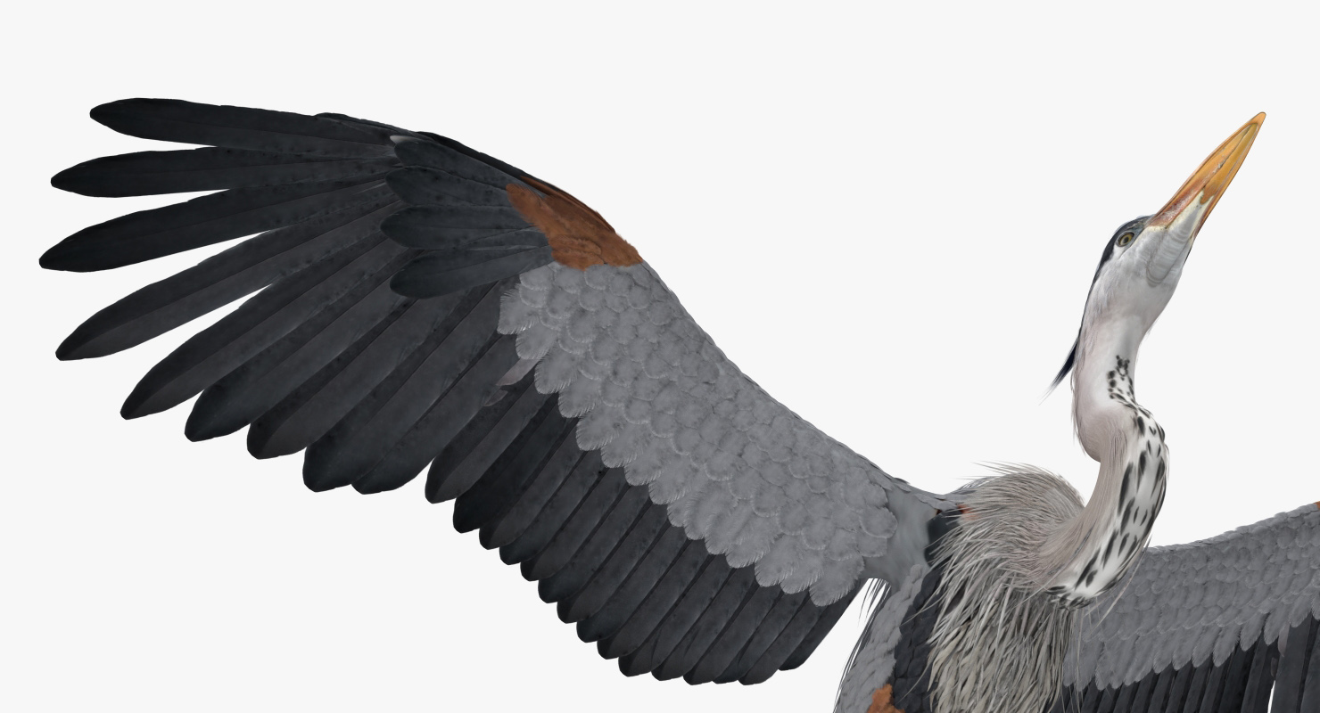 3D Great Blue Heron in Flight